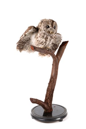 Stuffed little owl. CITES