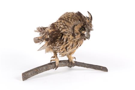 Stuffed owl. CITES