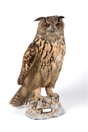 Stuffed Eurasian eagle-owl. CITES