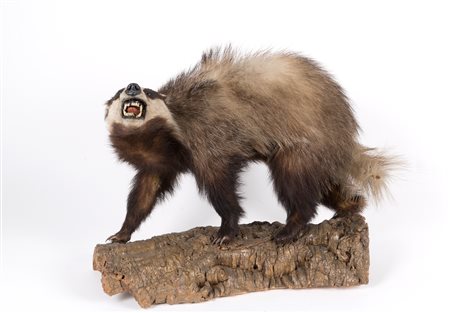 Stuffed European badger 