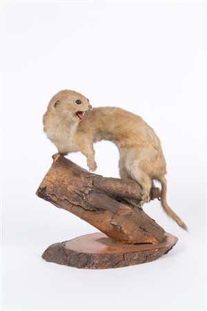 Stuffed ermine on a log