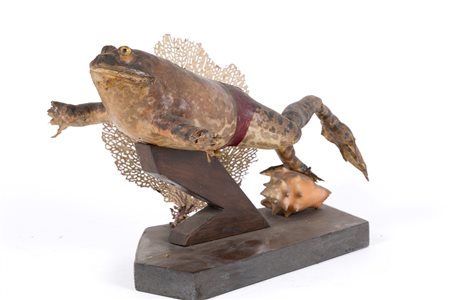 Stuffed American bullfrog