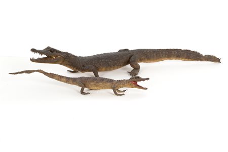 Two stuffed American crocodiles. CITES