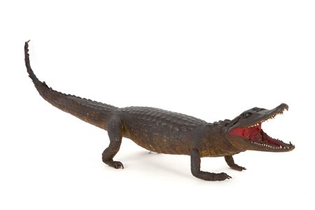 Stuffed American crocodile. CITES