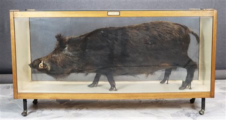 Stuffed boar in a display case