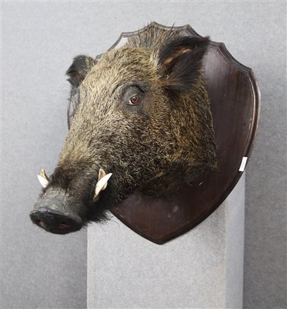 Stuffed boar trophy
