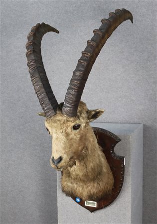 Stuffed steinbock trophy