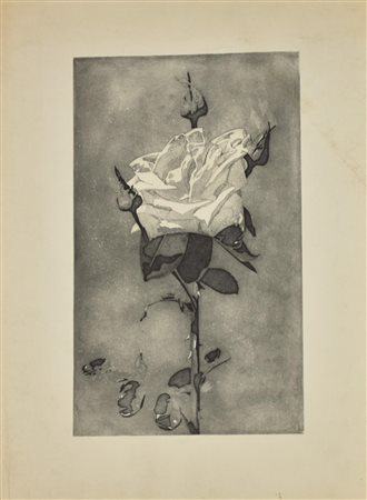 Ignoto ROSA acquaforte su carta, cm 50x30, su foglio cm 70x50