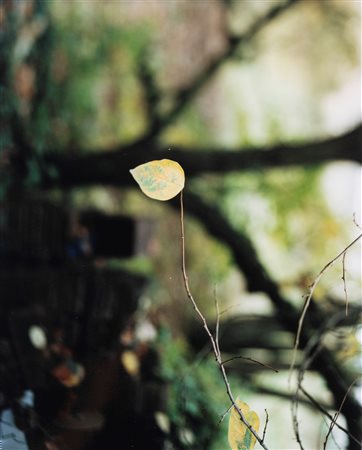 Guido Guidi (1941)  - Senza titolo, 2019