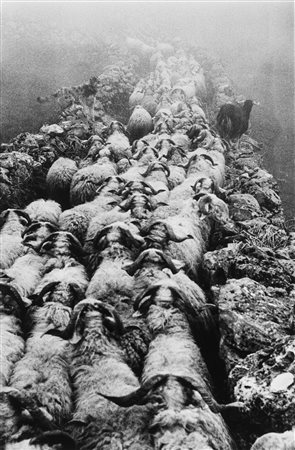 Edouard Boubat (1923-1999)  - Pyrénées: La transhumance, 1957