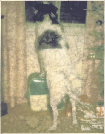 ISCA GREENFIELD-SANDERS (1978-) <br>Looking dog 
