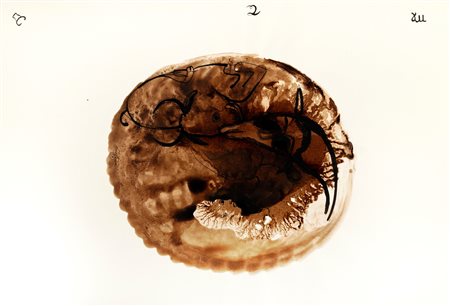 Bertina Lopes (Maputo 1924-Roma 2012)  - Segni di terra, 1969