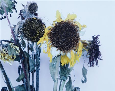 NOBUYOSHI ARAKI Tokyo 25/05/1940 - Fiori, 2004, stampa fotografica a colori...