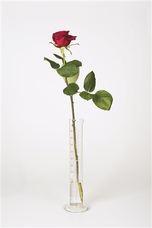 Joseph Beuys (Krefeld 1921 - Düsseldorf 1986) Rose für Direkte Demokratie,...