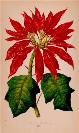 Botanica - Naudin, Charles Victor - Les plantes a feuillage coloré. Histoire, description, culture, emploi des especes les plus remarquables pour la decoration des parcs, jardins, Les plantes à feuillage coloré