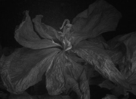 Paolo Dell'Elce, “Fiori”, 2006