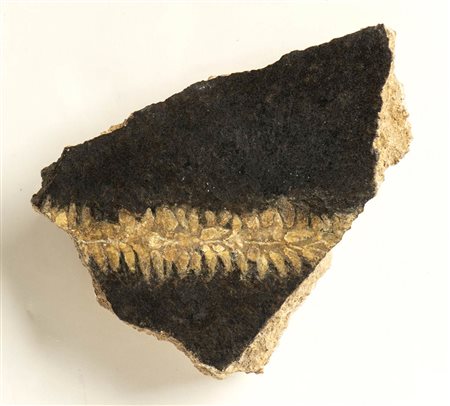 FRAMMENTO DI AFFRESCO DECORATOII o III stile pompeiano, I secolo a.C. - I...