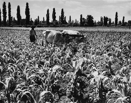 Jean Ribiére (1922-1989)  - La Plaine de la Garonne: champs de mais, years 1960