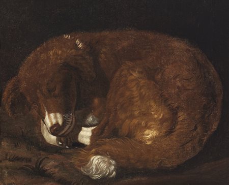 ARTISTA DEL XVIII SECOLO  - Cane addormentato.
