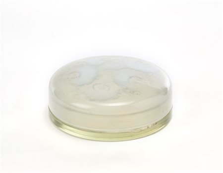 René Lalique Scatolina portagioie in vetro bianco opalescente soffiato in stampo