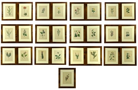 Scuola del XIX secolo BOTANICA stampe, cm 56x48 ciascuna; con passepartout e...