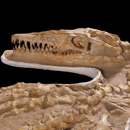 RARO MOSOSAURO FOSSILE