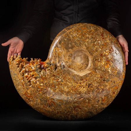 AMMONITE