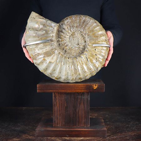 AMMONITE