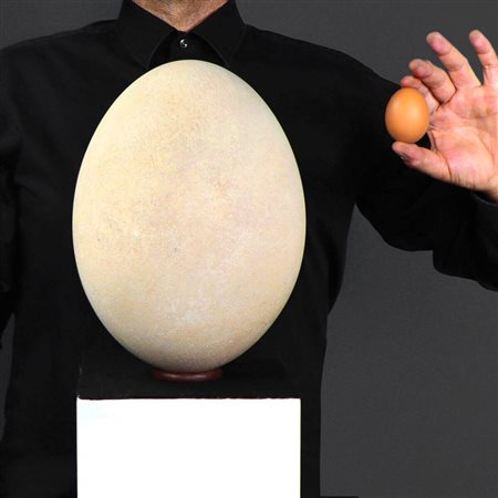 RARO UOVO DI AEPYORNIS