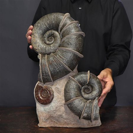 AGGLOMERATO DI AMMONITI