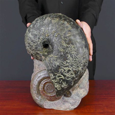 NAUTILUS E AMMONITE