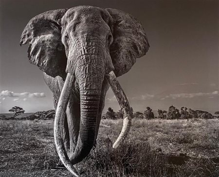 David Yarrow “Space for Giants” 2020