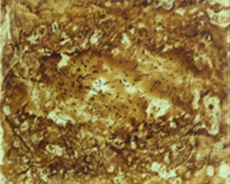 PASCALI Pino ((Bari 19/10/1935 - Roma 11/09/1968) Informale, 1964 tecnica...