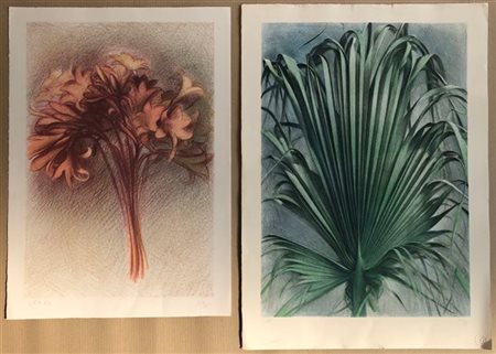 Dieter Kopp "Soggetti vegetali e floreali" 
Lotto composto da tre litografie a c