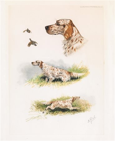 STAMPE RAFFIGURANTI CANI DA CACCIA16 litografie a colori. mm 330x248 ca....