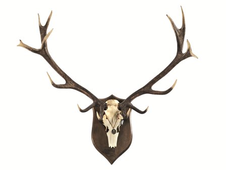 Trofeo di caccia: osso frontale di cervo con palchi, montato su scudo in...