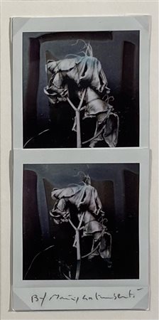 GALIMBERTI MAURIZIO Como (Co) 1956 BiFlowers 2017 Polaroid dittico 15,50x7,30...