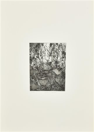 Federica Galli LA SELVA incisione su carta, battuta cm 24x18, foglio cm...