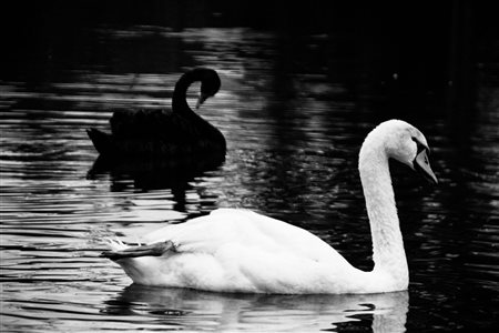 LUIZ GUILHERME TODESCHI, The swans of the black lake, 2014