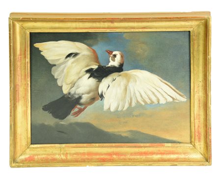 Giovanni Agostino Cassana COLOMBA olio su tela, cm 34x44