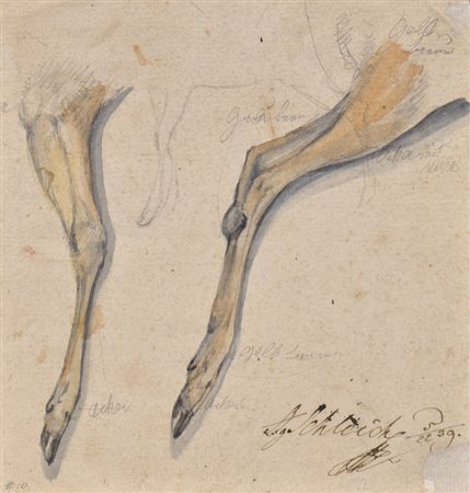 August Schleich (München/Monaco di Baviera 1814 – 1865) Studio di zampe di un...