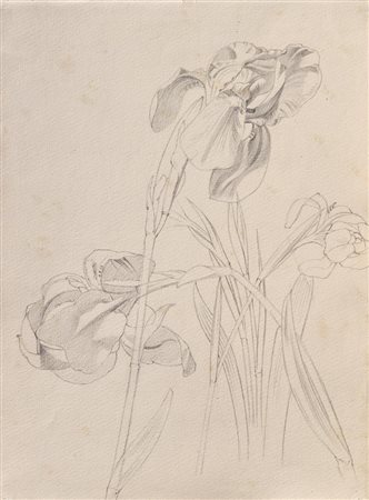 Anton Helmessen Albo con studi di fiori e piante, 1900 ca.;38 fogli, in parte...