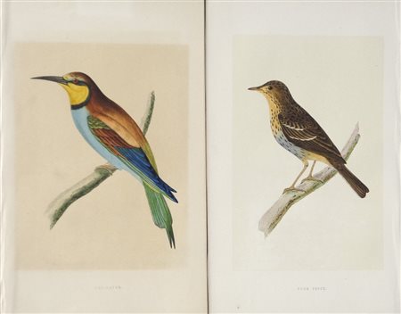 The Rev. F.O. Morris 62 cromolitografie col. di uccelli, 1865;Cromolitografie...