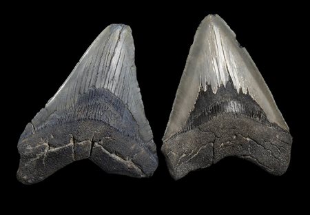 DUE DENTI DI MEGALODON