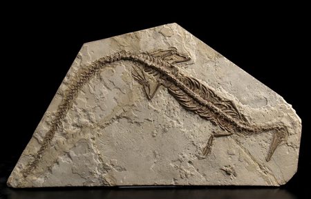 LASTRA DI MESOSAURUS BRASILIENSIS