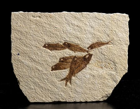 LASTRA DI PESCI FOSSILI 