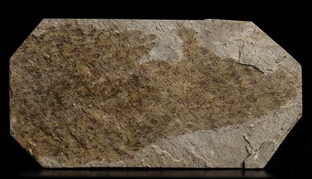 GROSSA LASTRA CON UNA MIRIADE DI PESCI FOSSILI