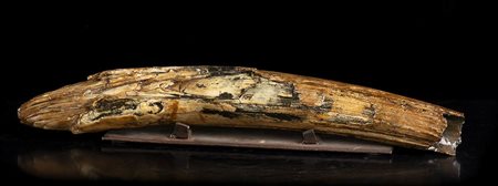 FRAMMENTO ZANNA MAMMOUT