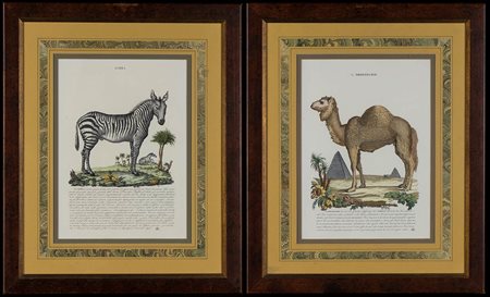 DUE QUADRI (ZEBRA E DROMEDARIO)