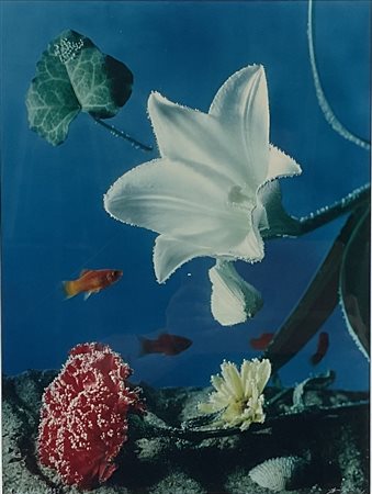 ANONIMO Anonimo (An) Senza titolo 1993 Fotografia a colori 40,00x30,00 Firma...